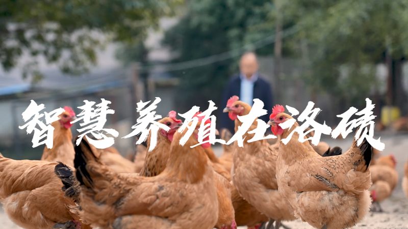 CDMO资质办理流程：揭秘合规之路