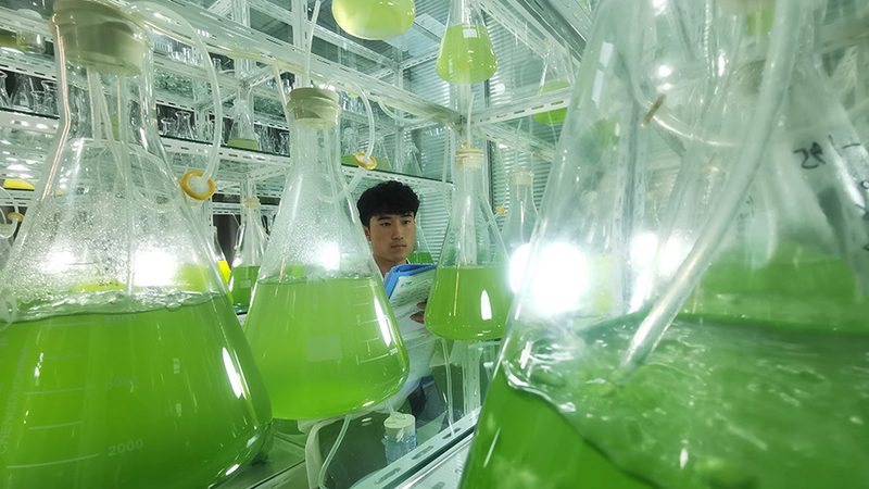 免疫细胞培养技术服务：定制化助力精准医疗**